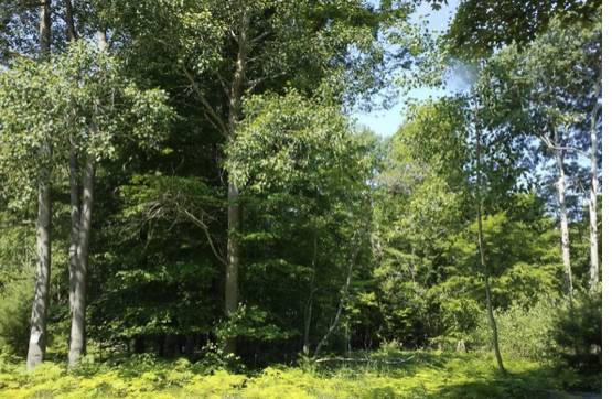 2.5 Acres Vacant Land in Mancelona, MI